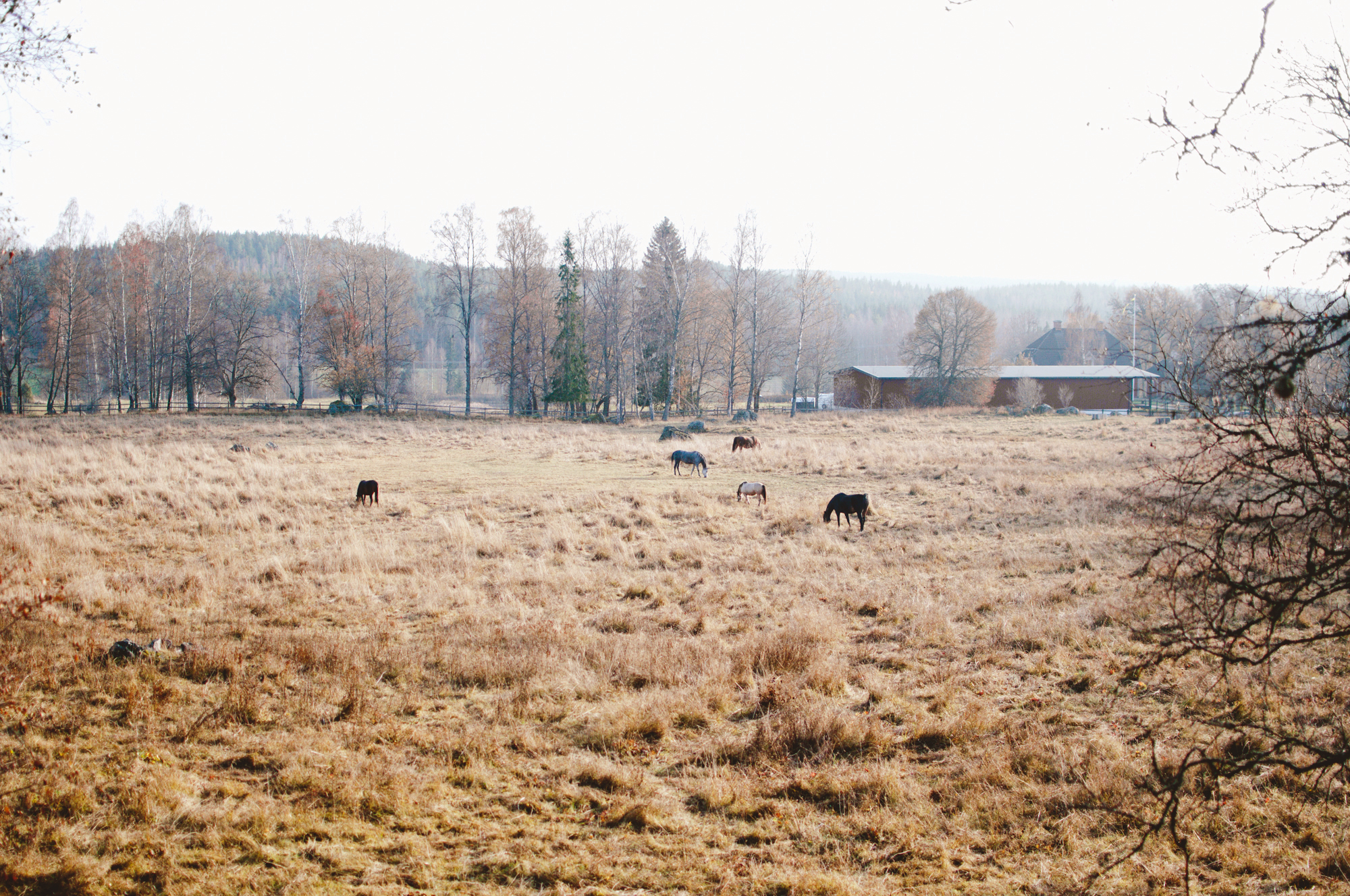 Barkarbacken_Dalarna_MartaVargas-10.jpg