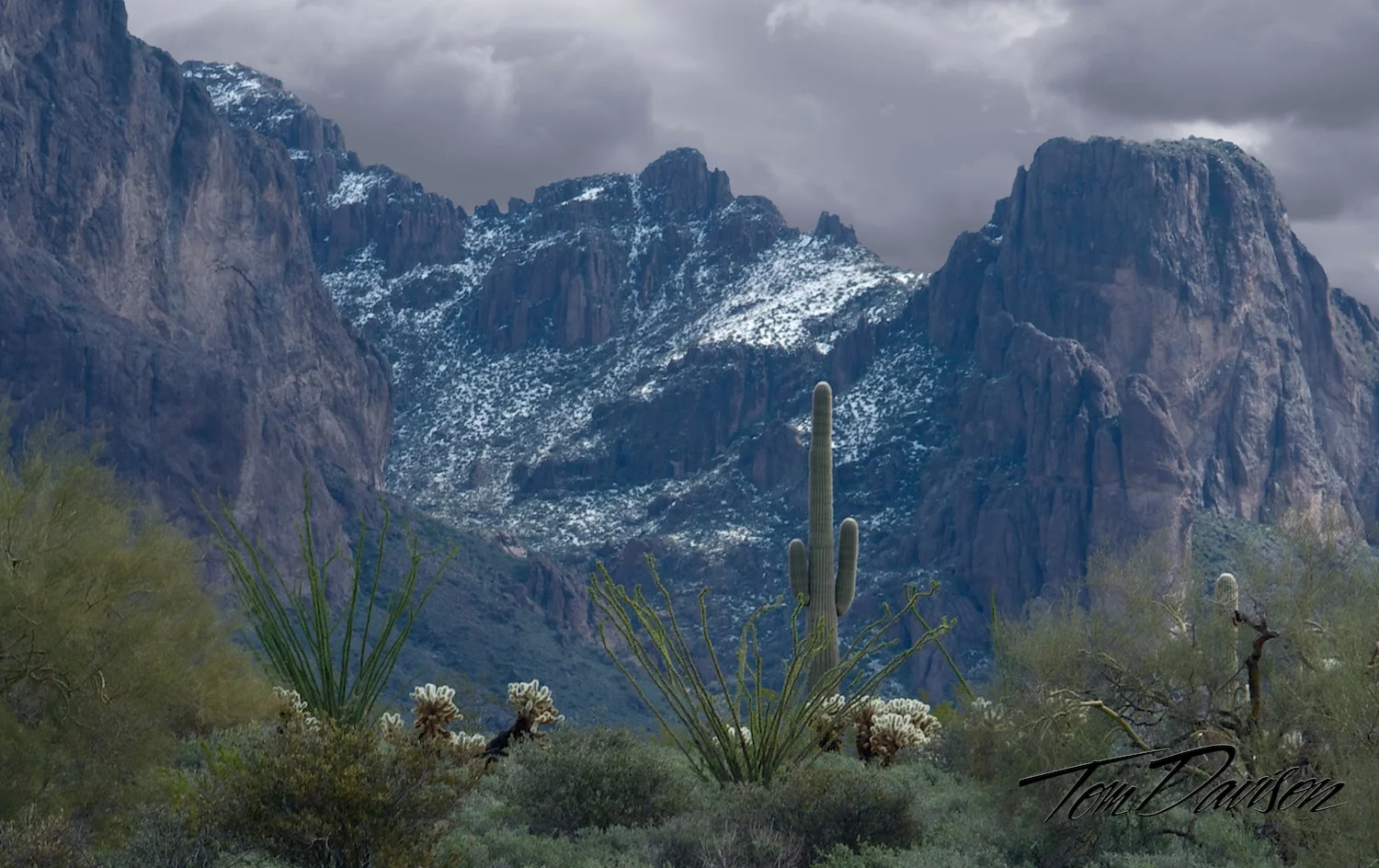 Snow Cactus.jpg