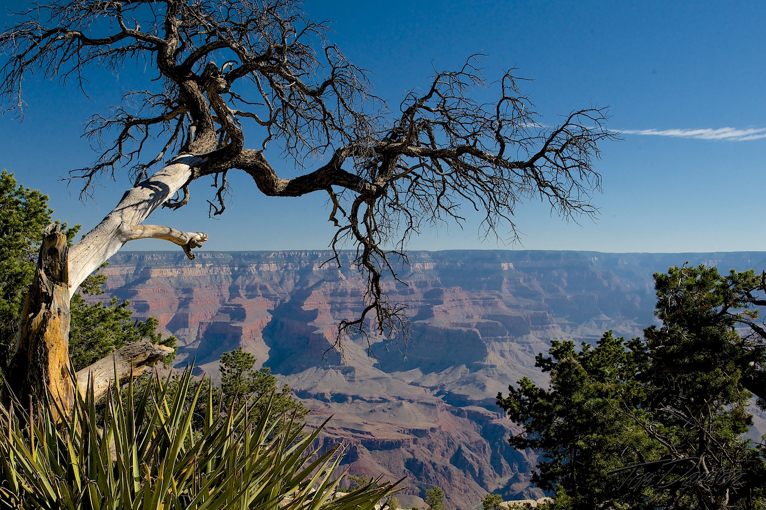 Canyon Claws.jpg