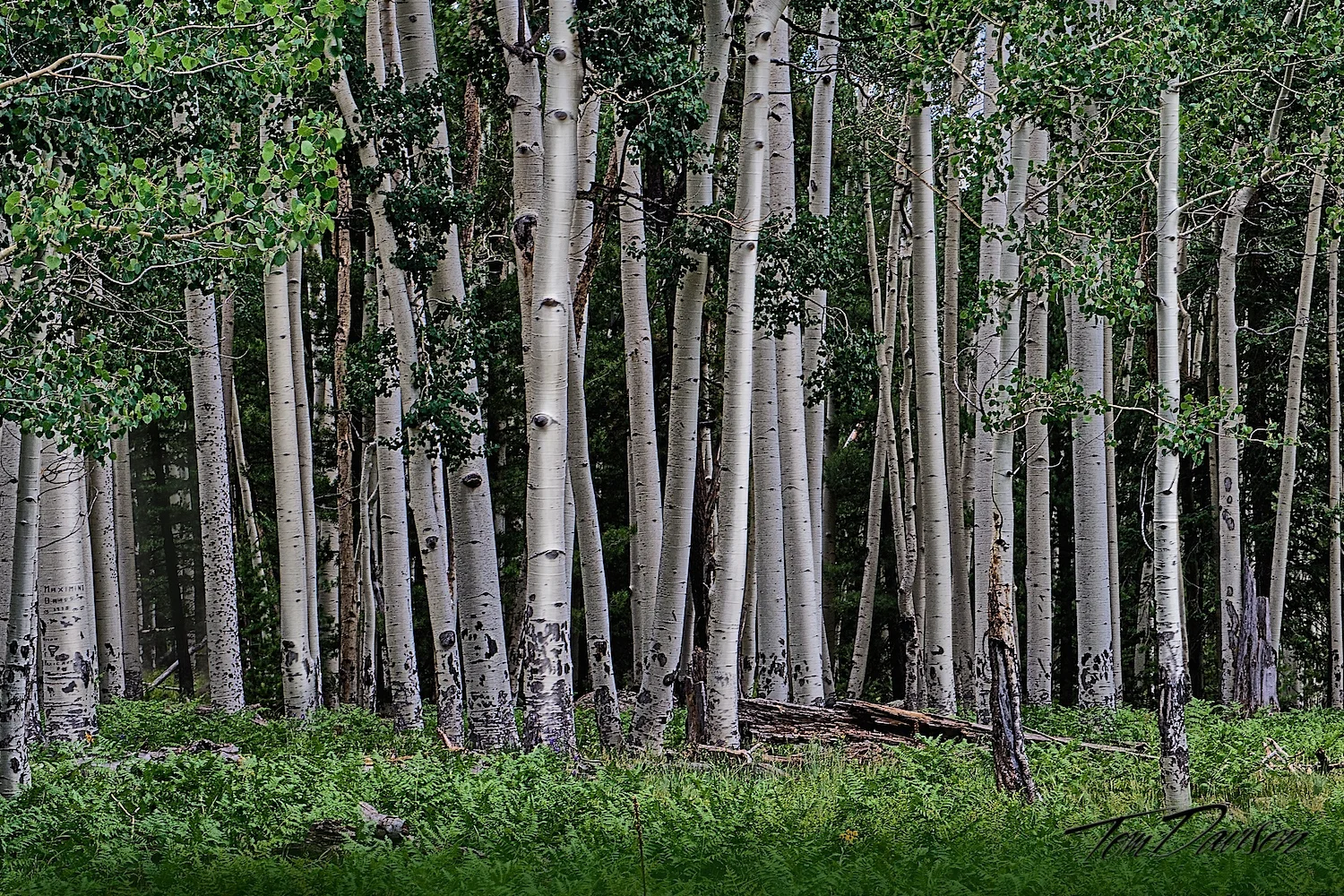 Aspen Glow.jpg