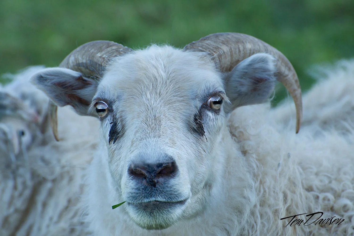 Sheep.jpg