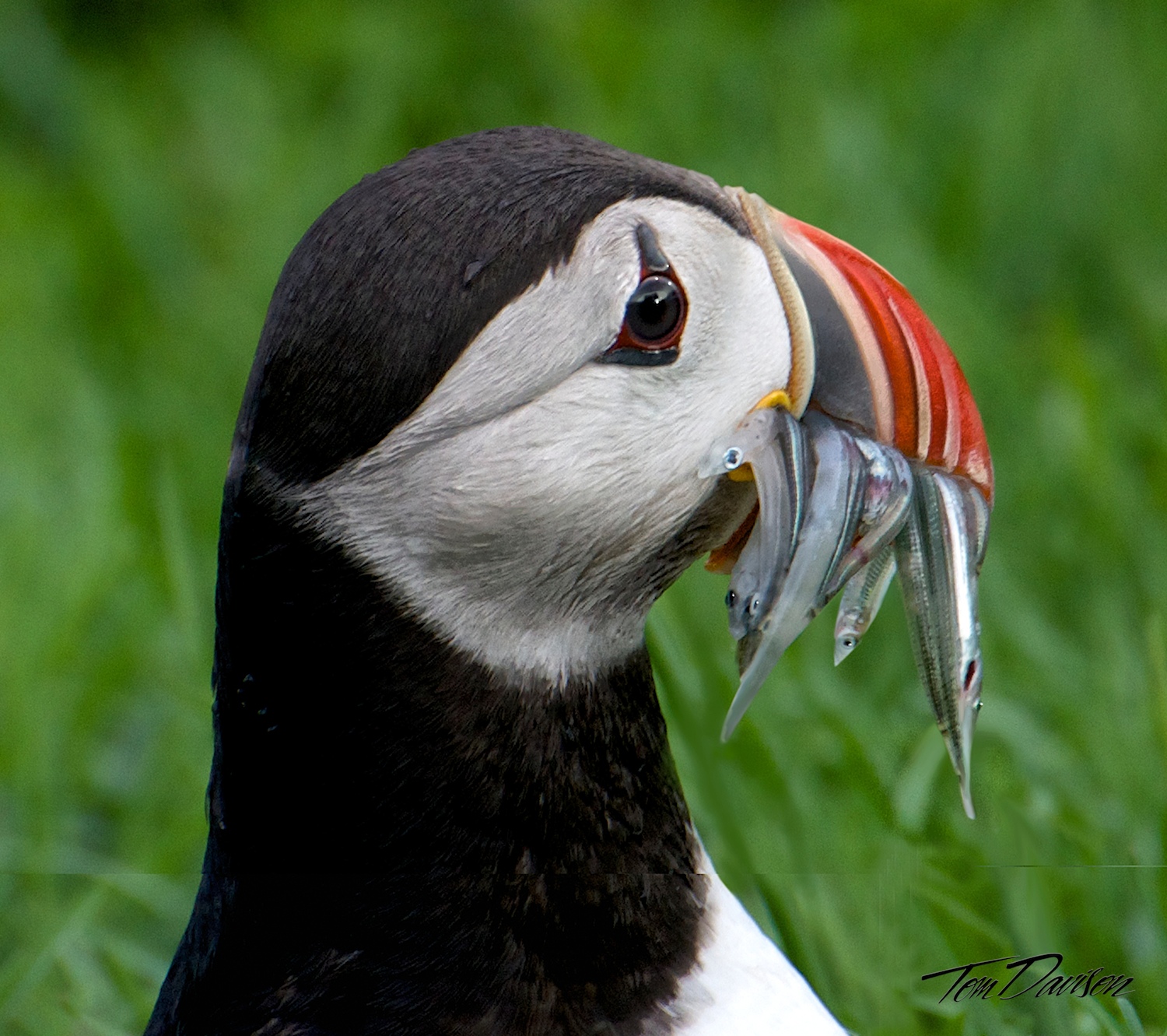 Puffin.jpg