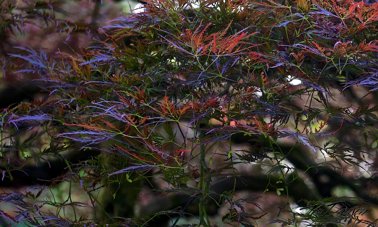 DSC_8046.jpg
