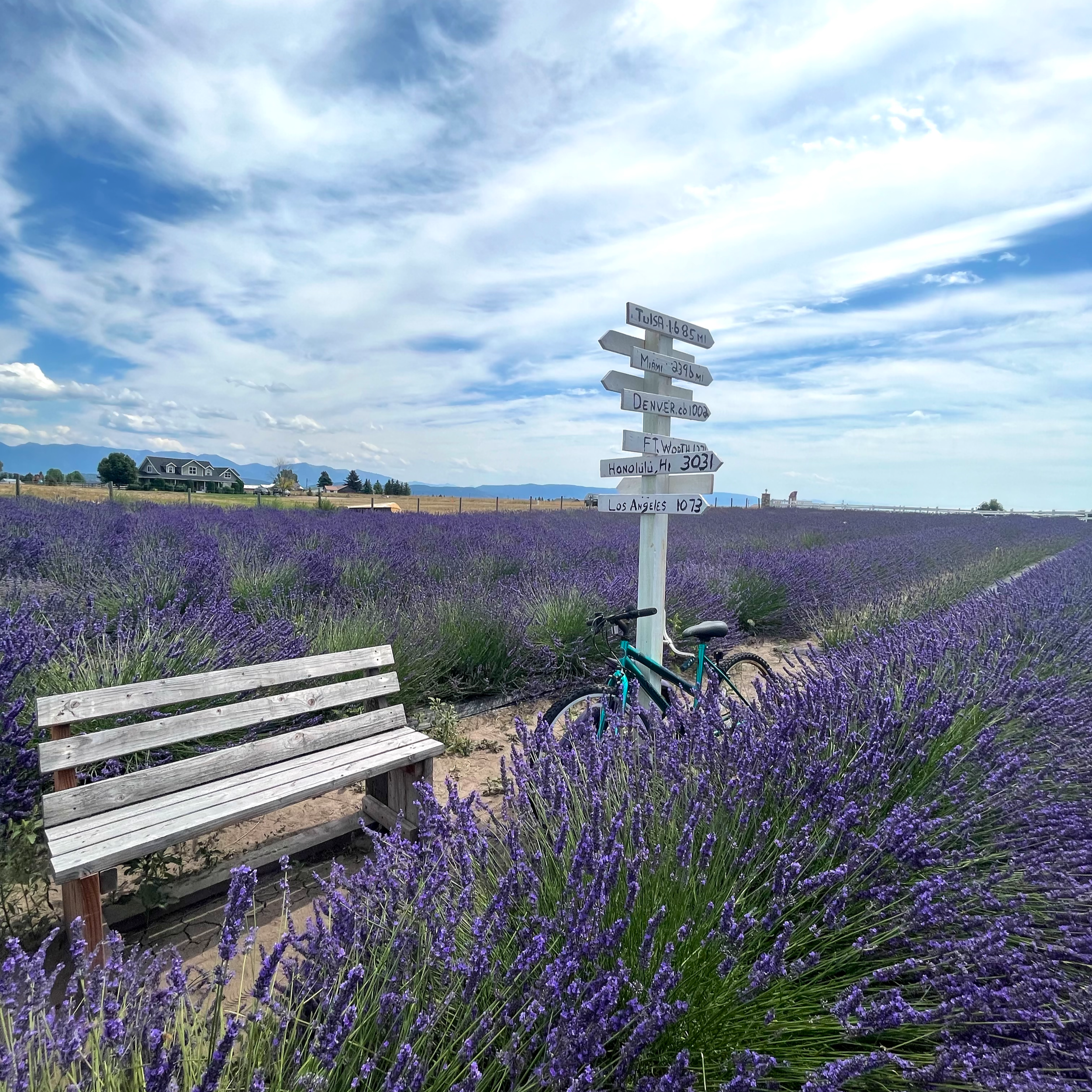 White bench in the lavender fields at Longview Lavender Farm near Flathead Lake Montana with mountain views