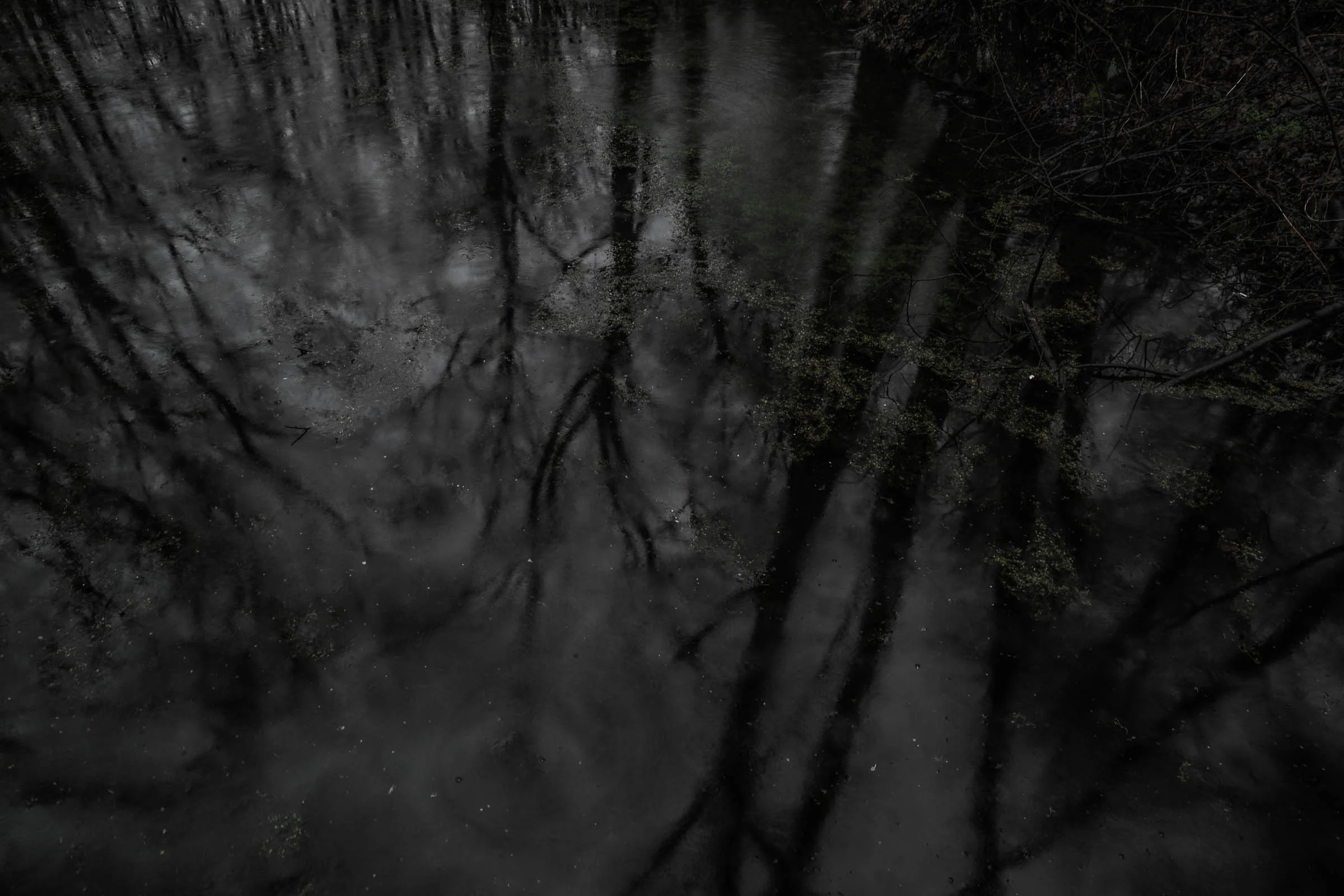 upside down forrest.jpg