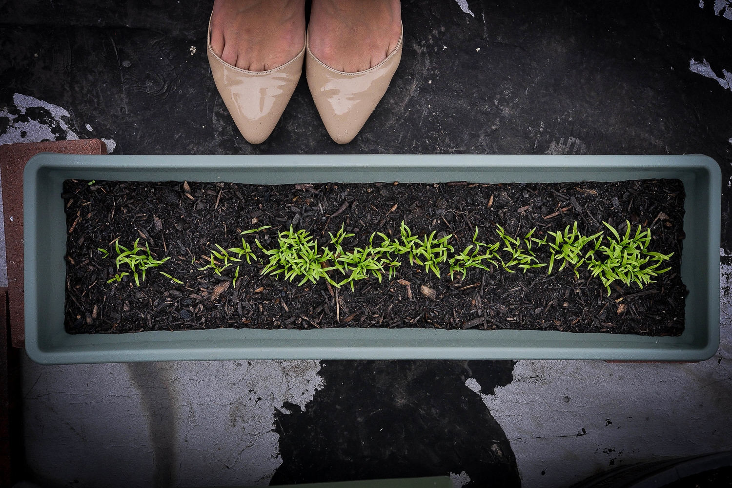 Say hello to my two week-old spinach.