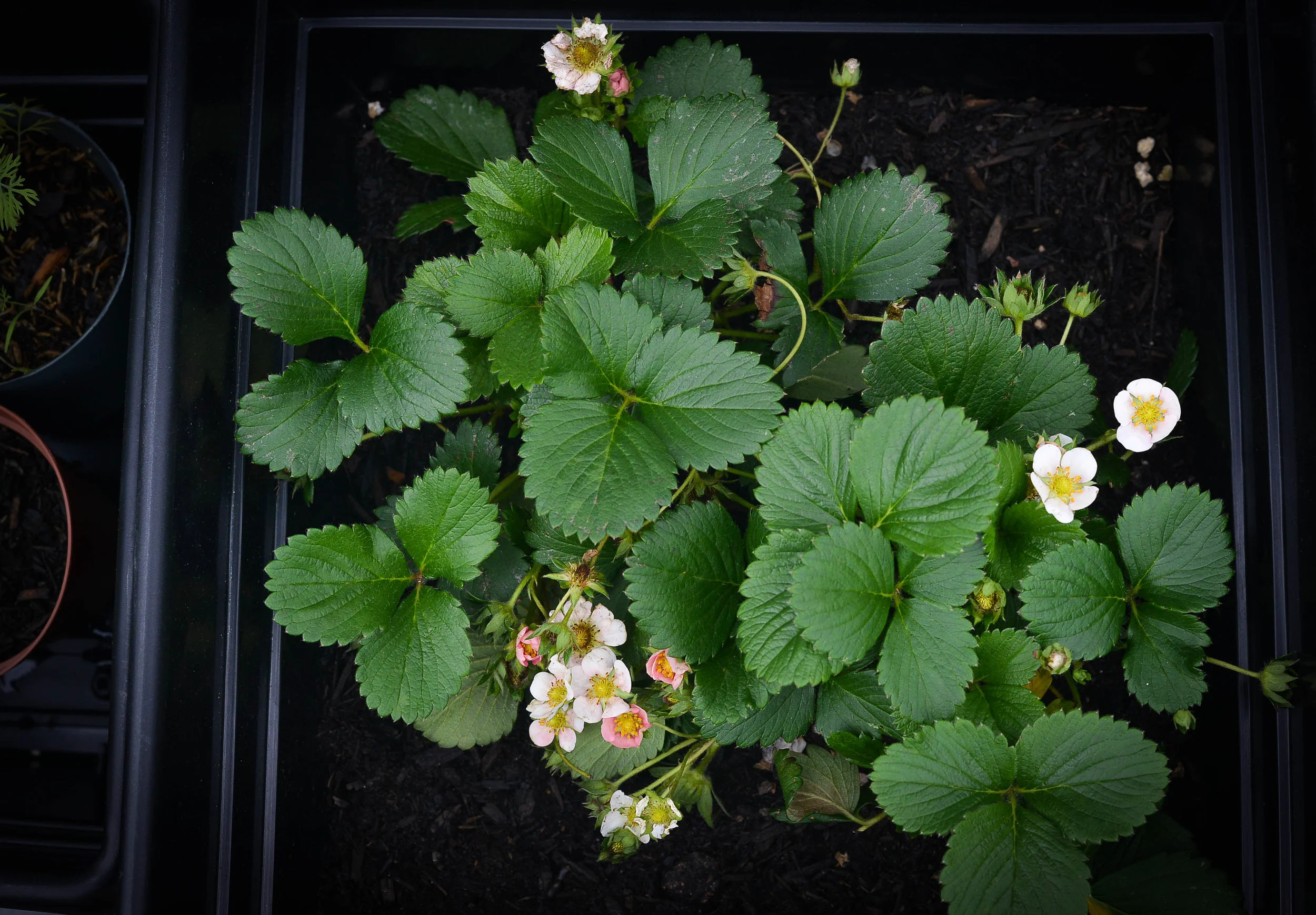 Strawberries