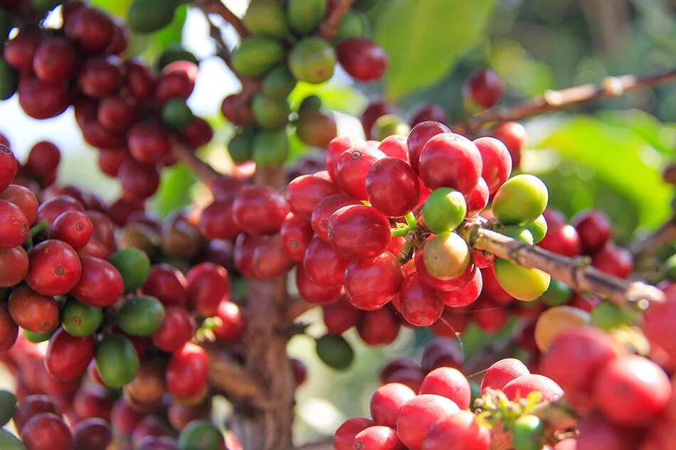 Sustainable Business in Guatemala