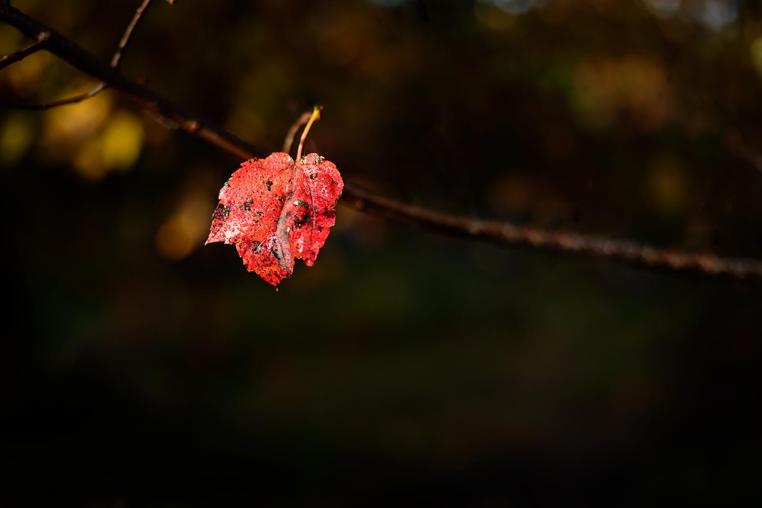 _JFH0723-Edit_8x12.jpg