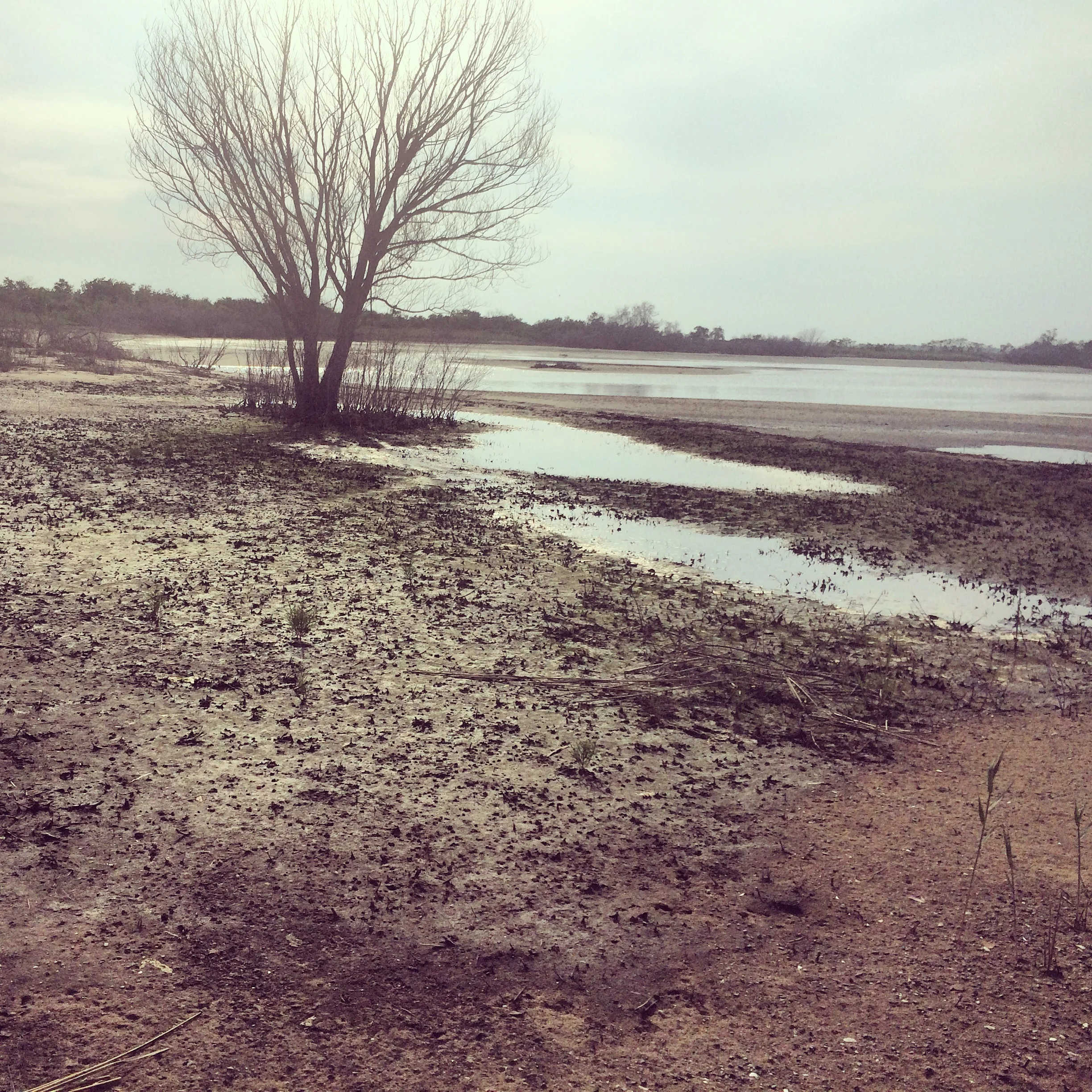 Bird Sanctuary