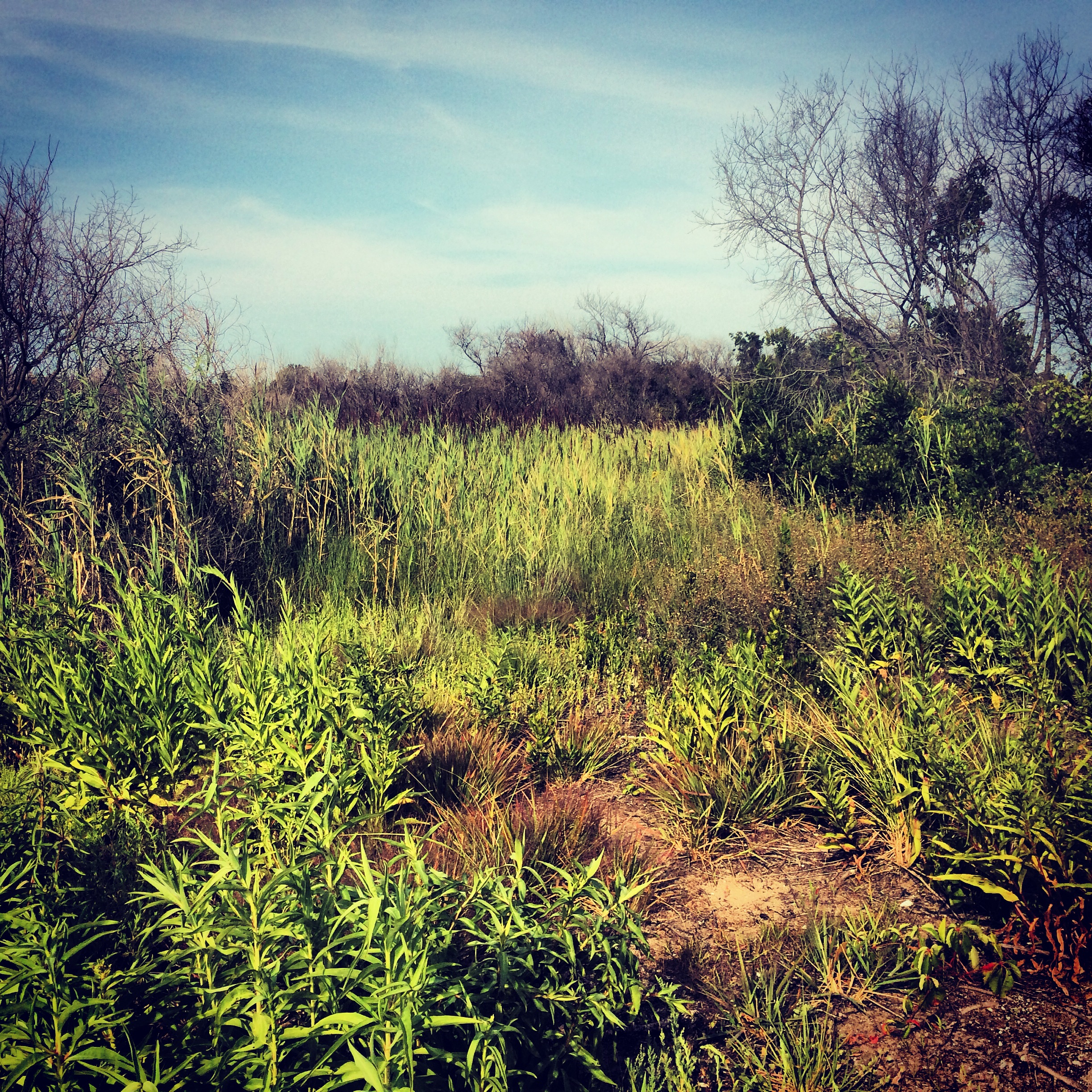 Bird Sanctuary