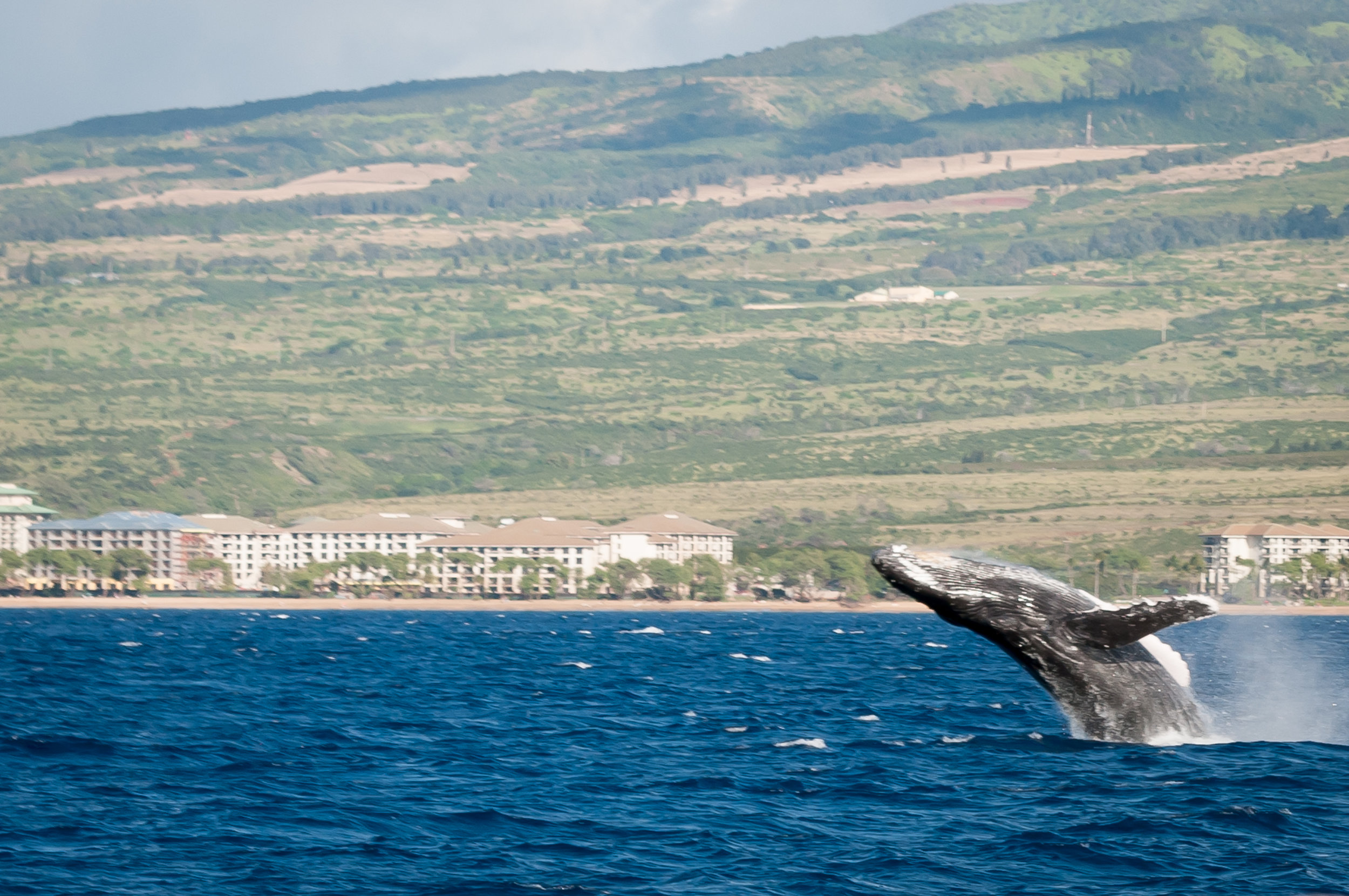 Maui_Whale_Watching_2017.jpg