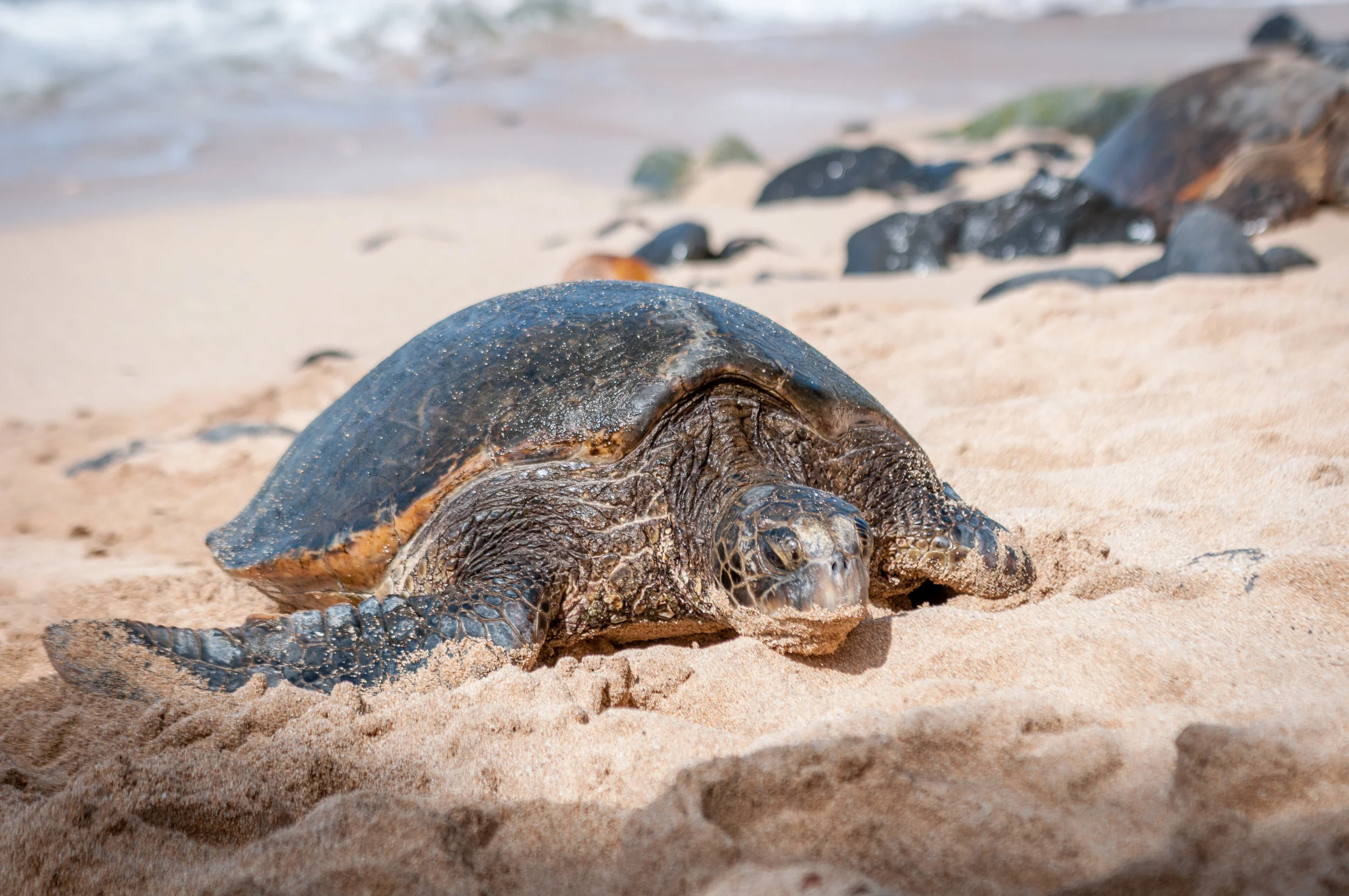 Turtle_Maui_2017.jpg