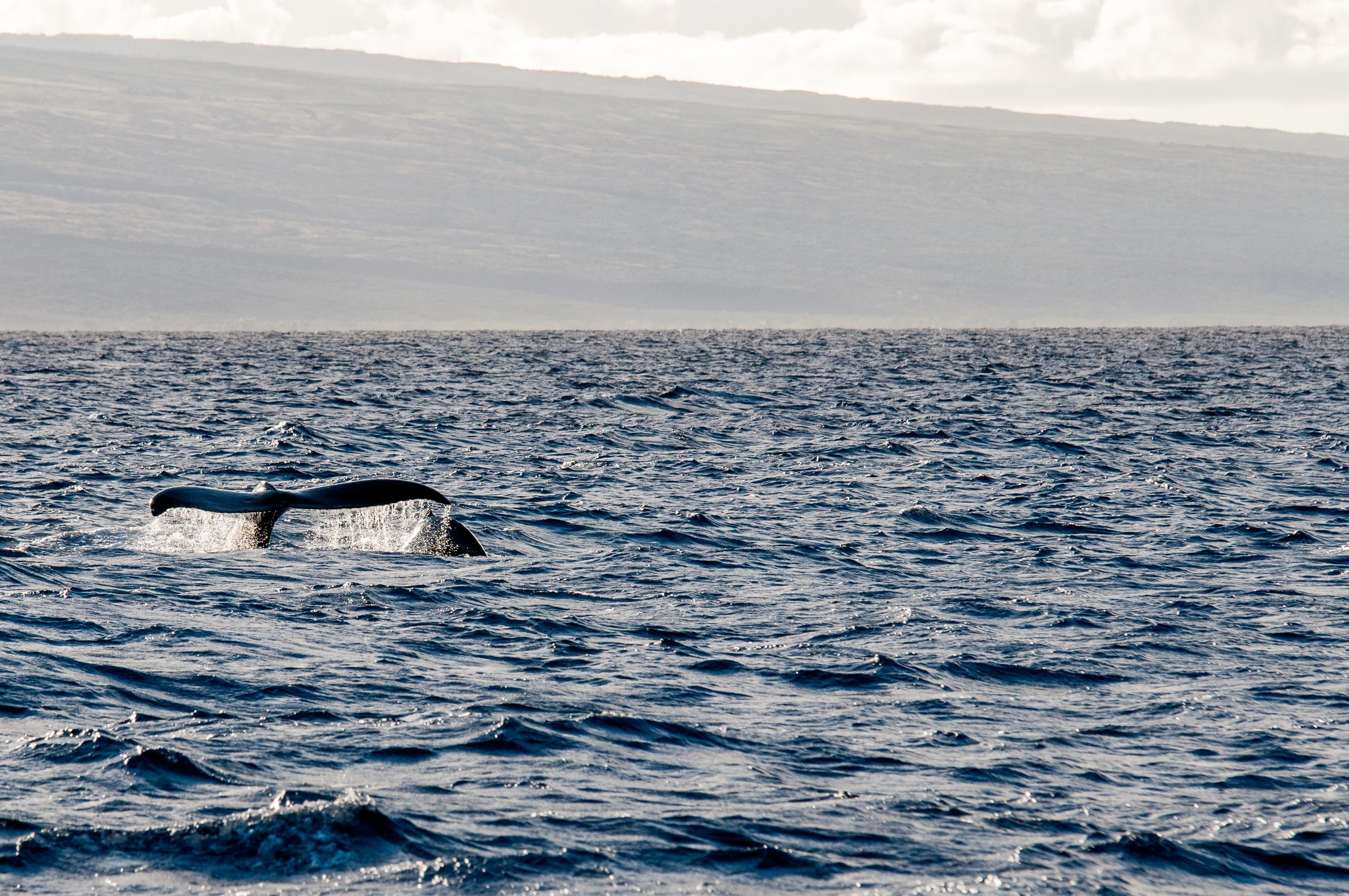 Maui_Whale_Watching_2017 (2).jpg