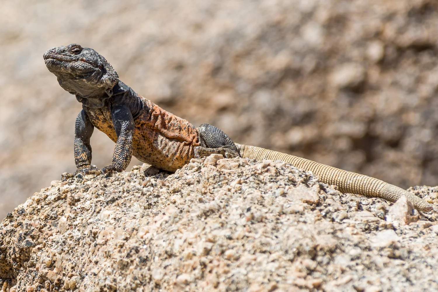 Chuckwalla_AZ_2017.jpg