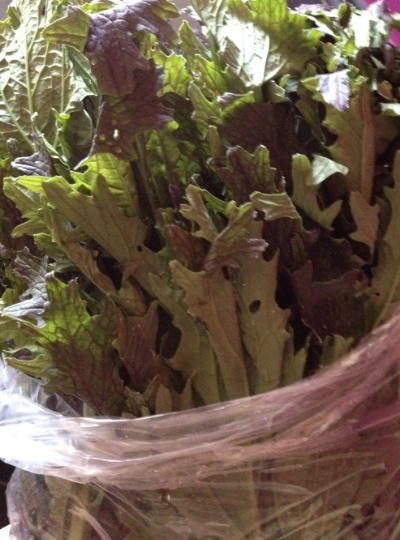 Leafy rapini