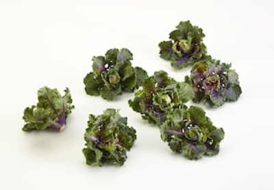 Kalettes/Scott Knutson
