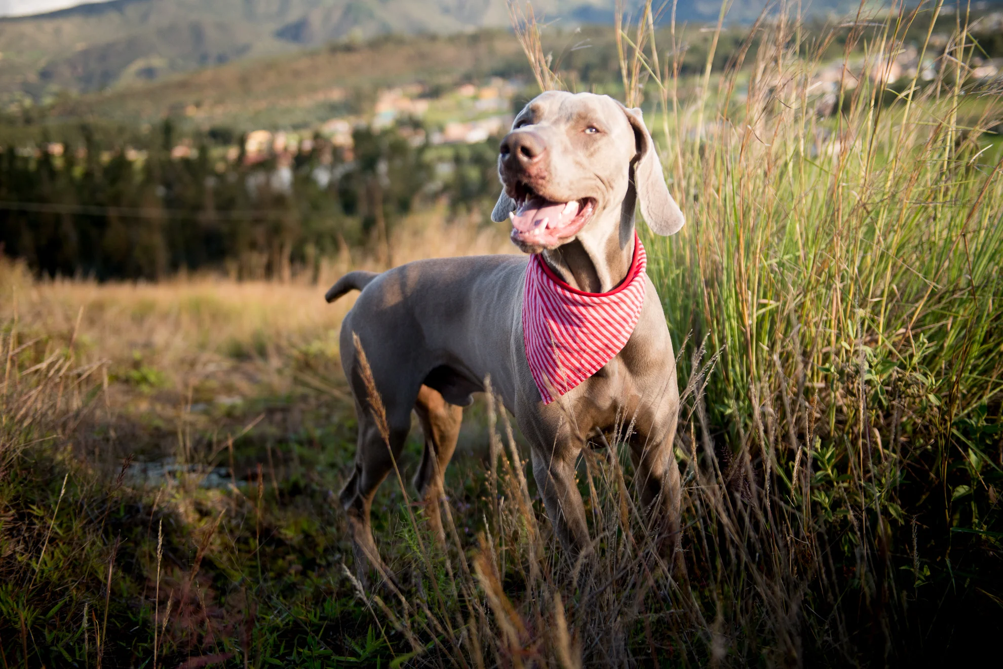 Portafolio Pets V1 0001.jpg