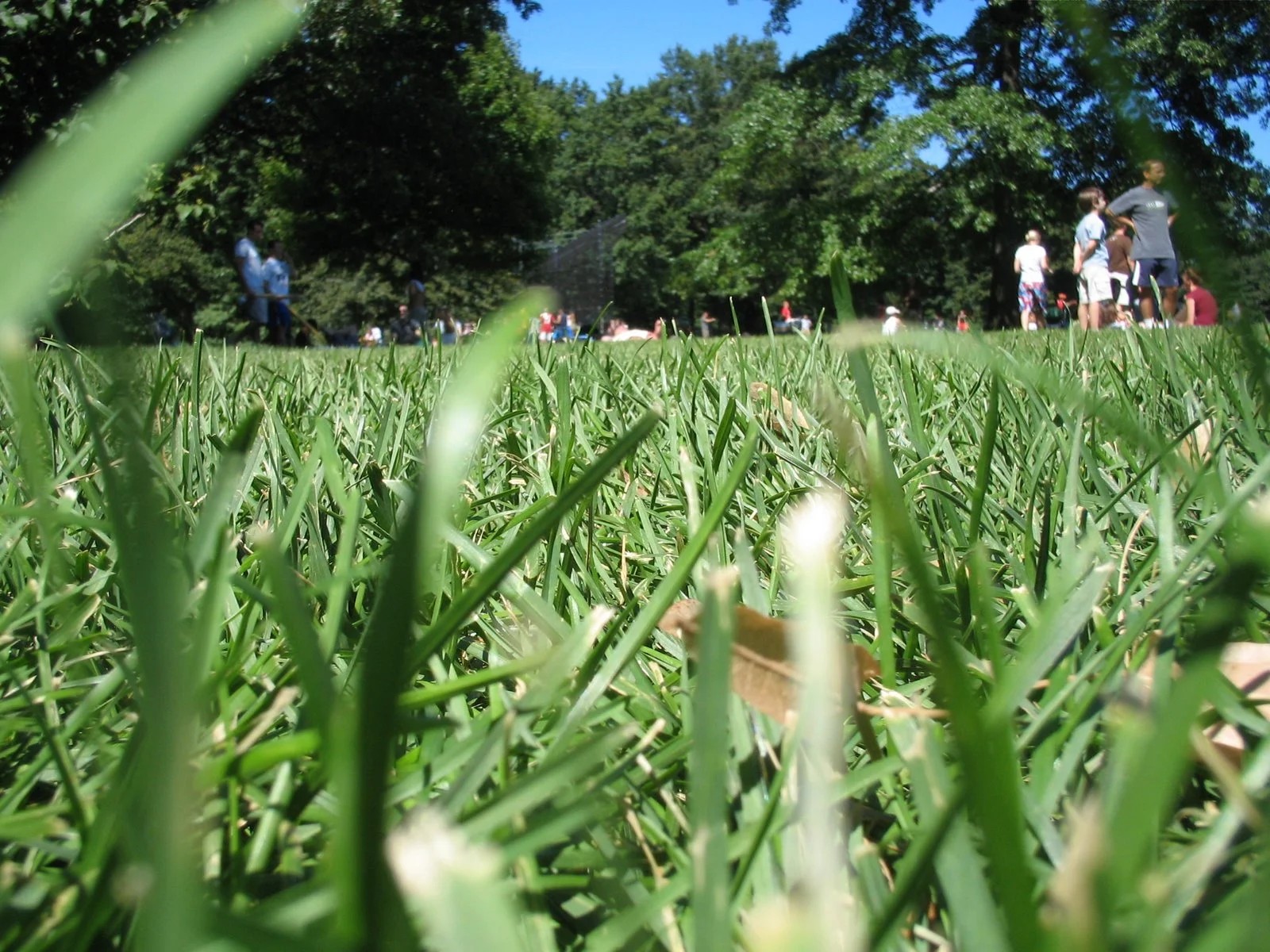 grass_central_park.JPG
