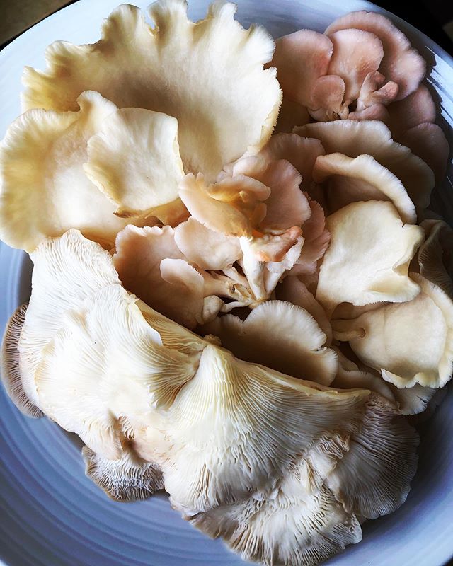 local oyster mushrooms! featured in our locally caught bluefin tuna special...with lobster jasmine rice, yuzu beurre blanc, haricot verts and a ginger soy glaze!
we have a few open reservations for tonight! 774.408.7492
