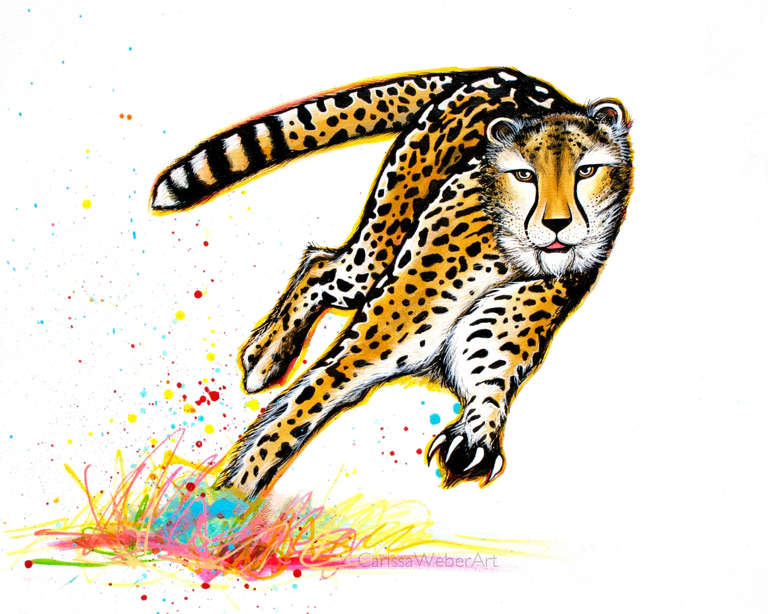 Cheetah