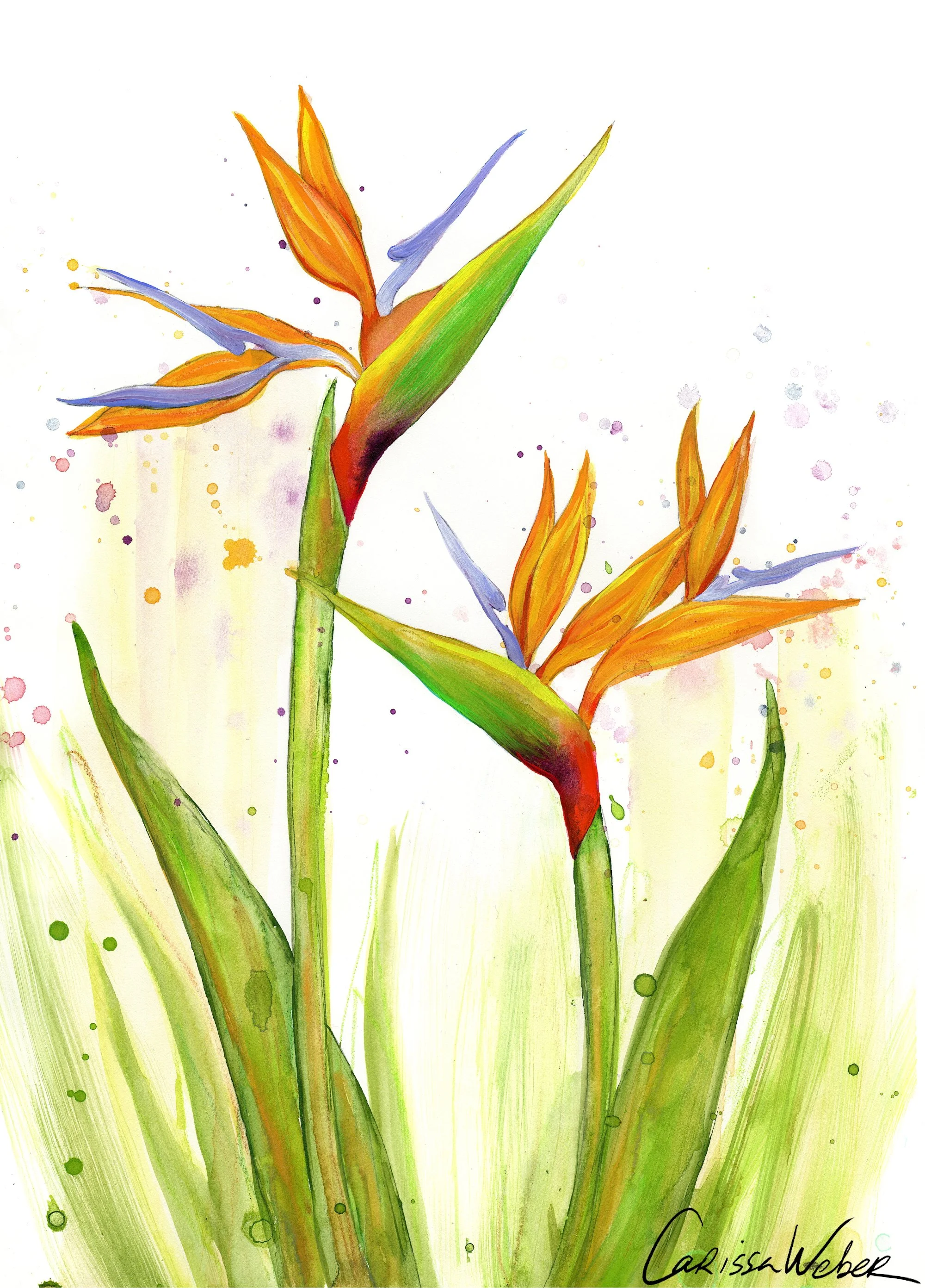 plants