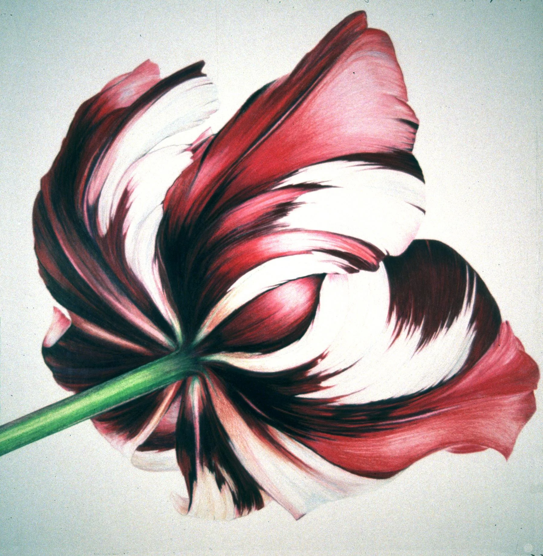 flaming tulip