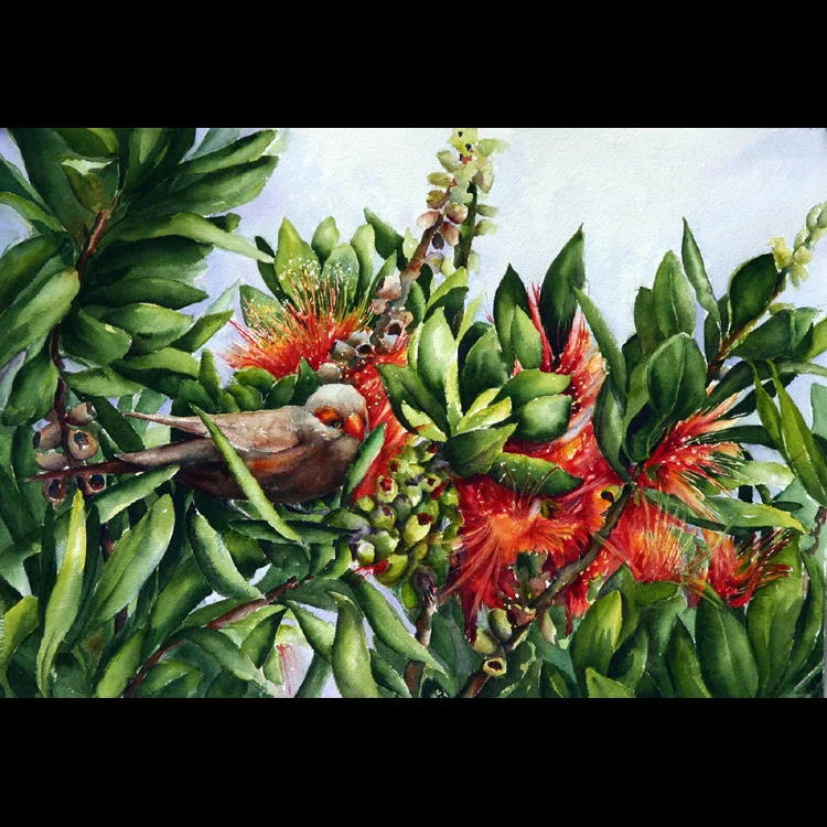 mcintyre-high in the ohia tree 13x18.jpg