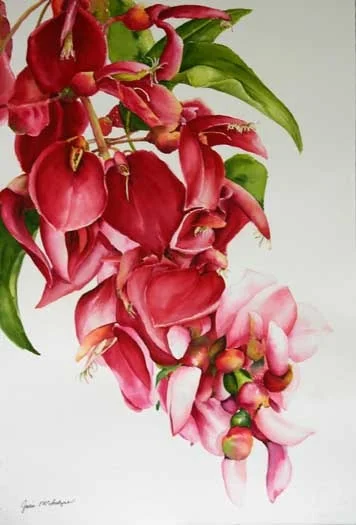 mcintyre-wiliwiliflower15x22.jpg