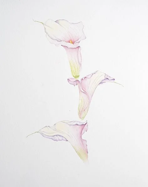 Calla #2 - Bobbie Slater