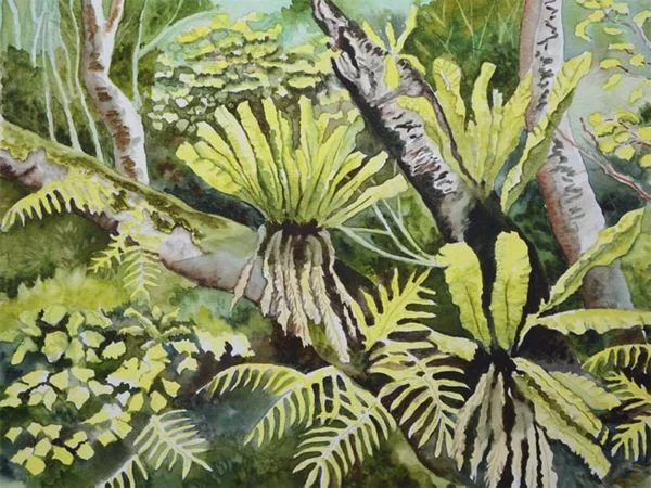 Birdnest Ferns - Carren Gaddis
