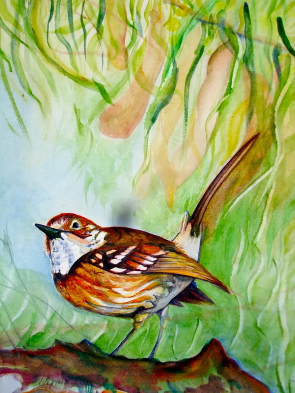 Flycatcher - Jessica Orfe