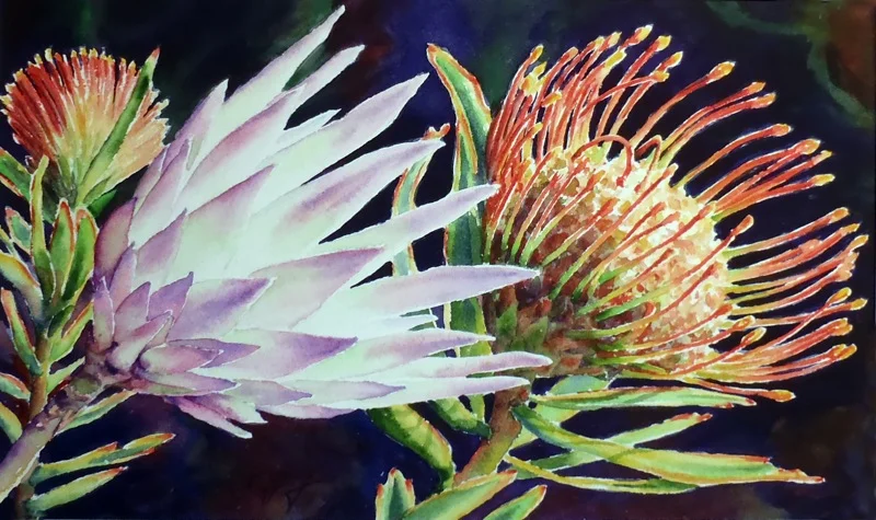 Proteas - David Gregory