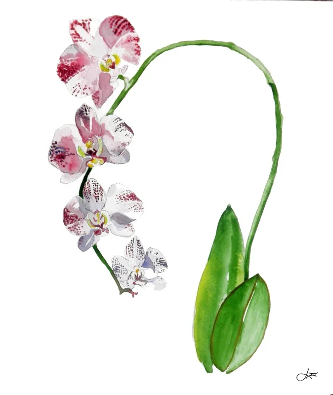 Marka's Beauties - Linda Umstead