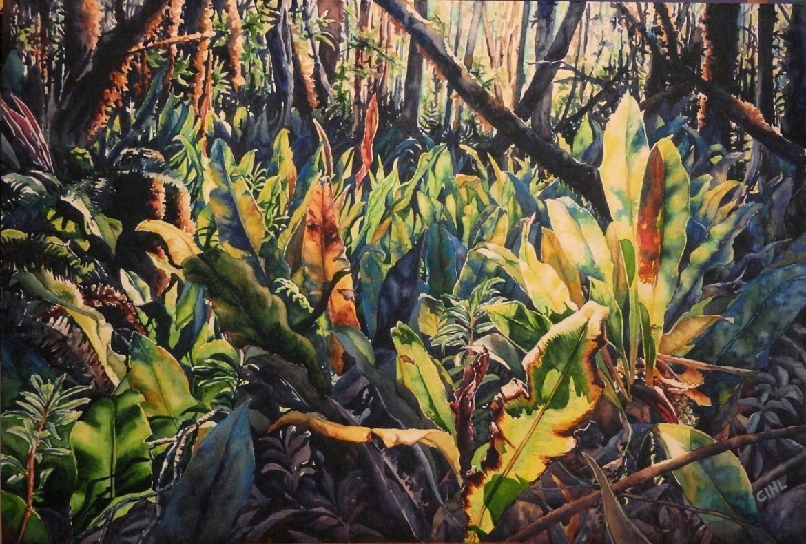 ALAKAI FOREST FERNS, KAUAI - CLAUDIA IHL