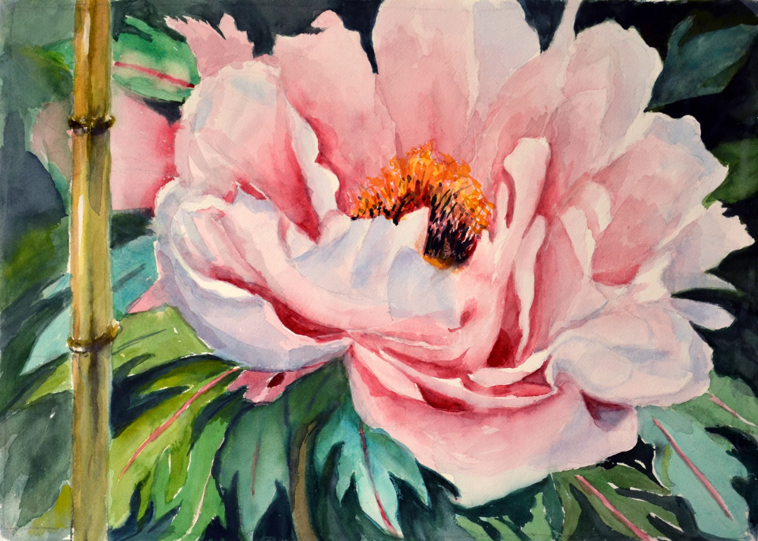 Oriental Peony - Kay F. Chun