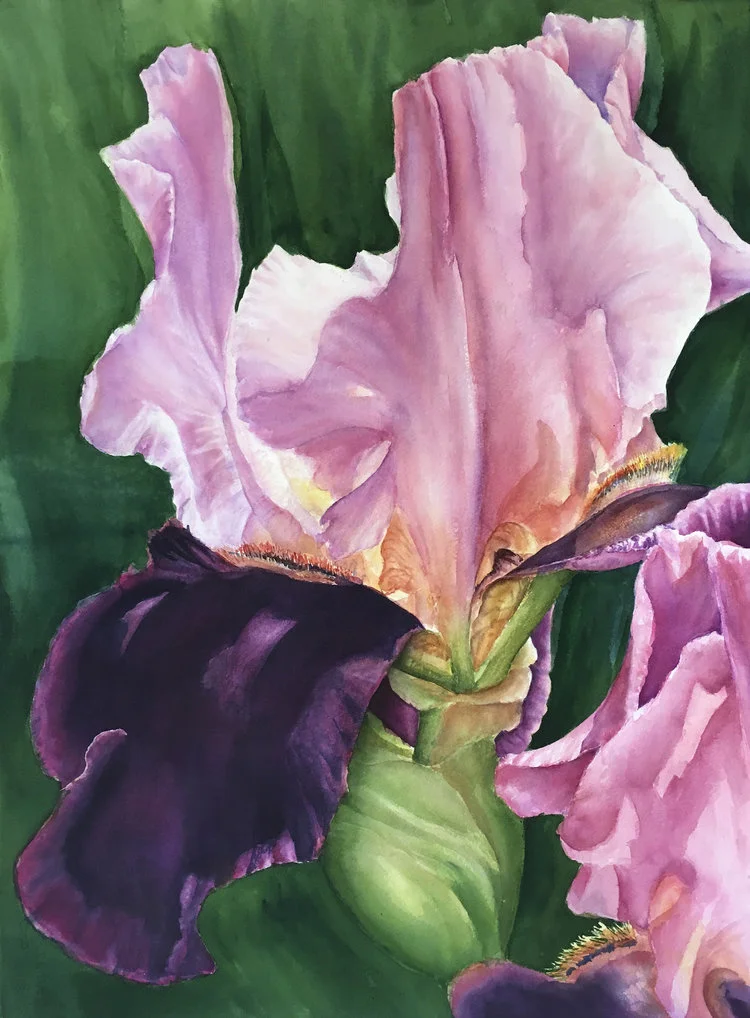 Pink bearded Iris 30"x22" - Julie McIntyre
