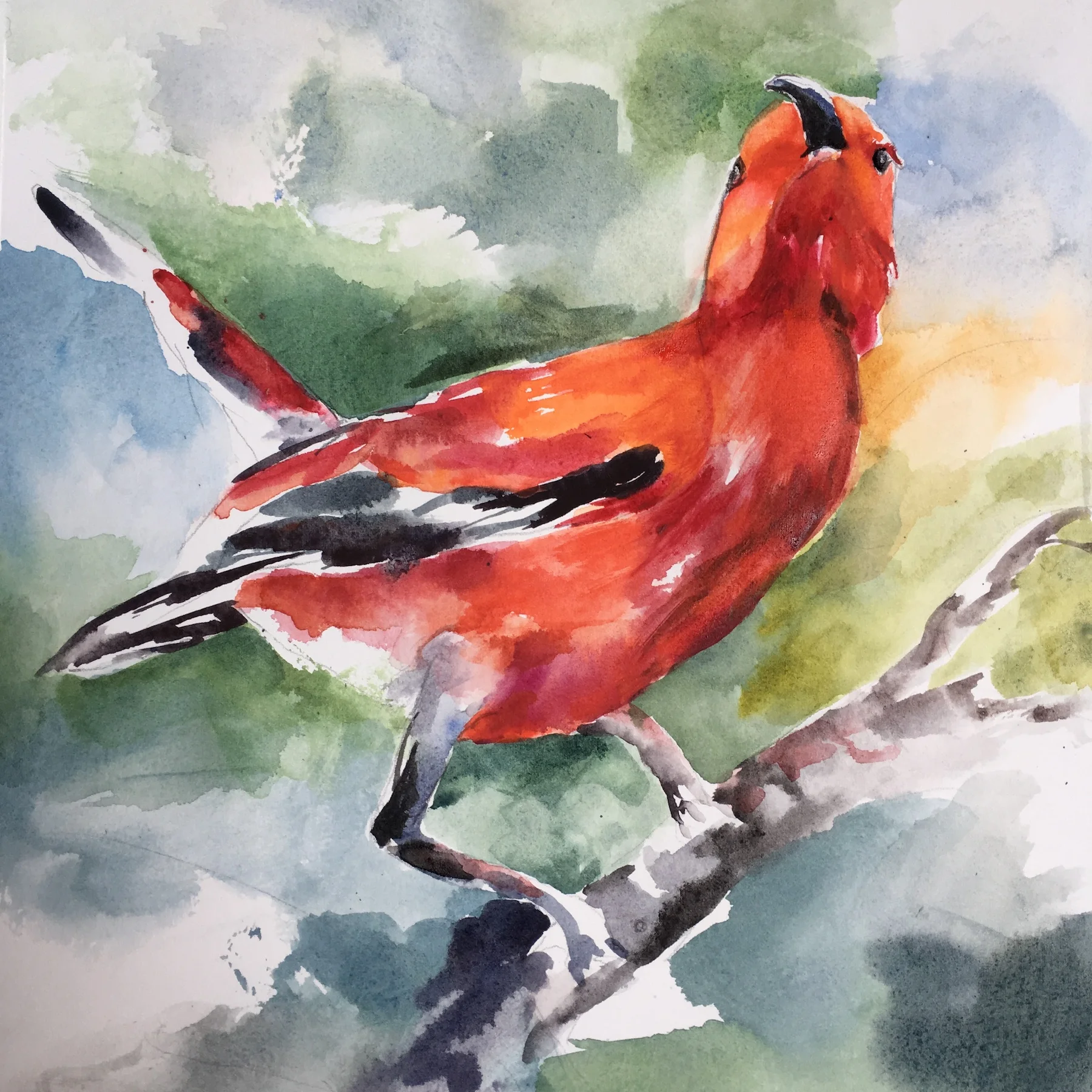 Apapane 9"x9" - Arlene Woo