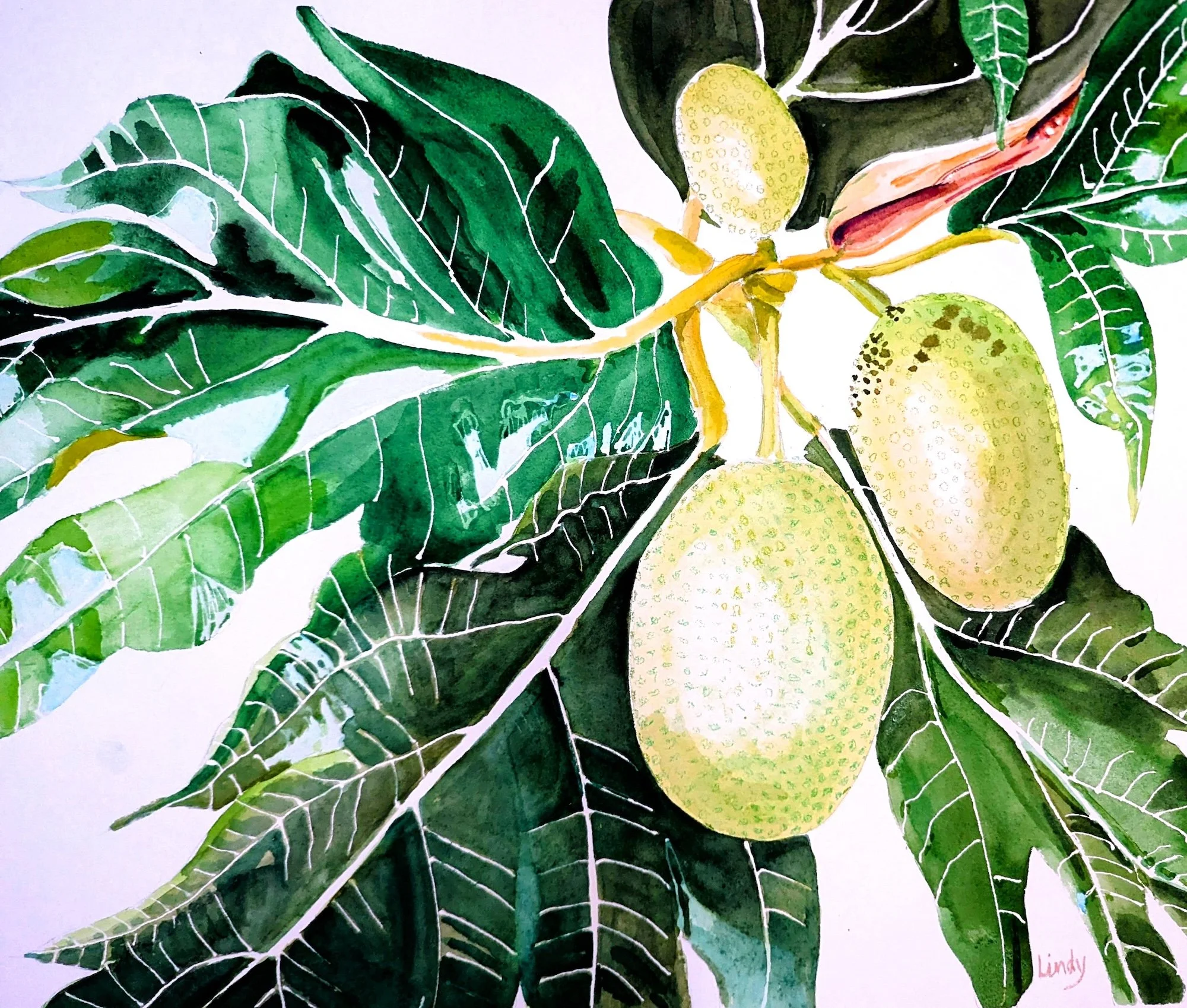 Lindy Colpo, Ulu 16x20