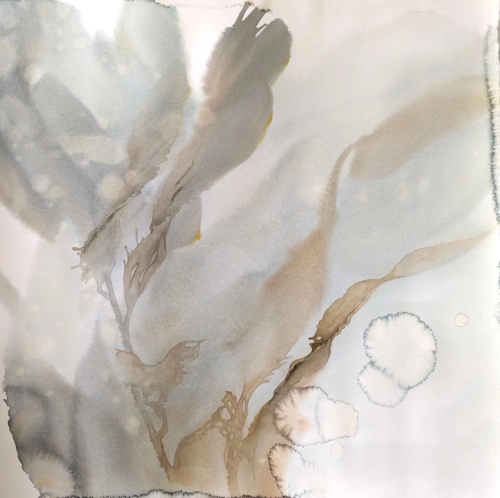 Emily Kearney-Williams, Linger, 20x20, Transparent Watercolor