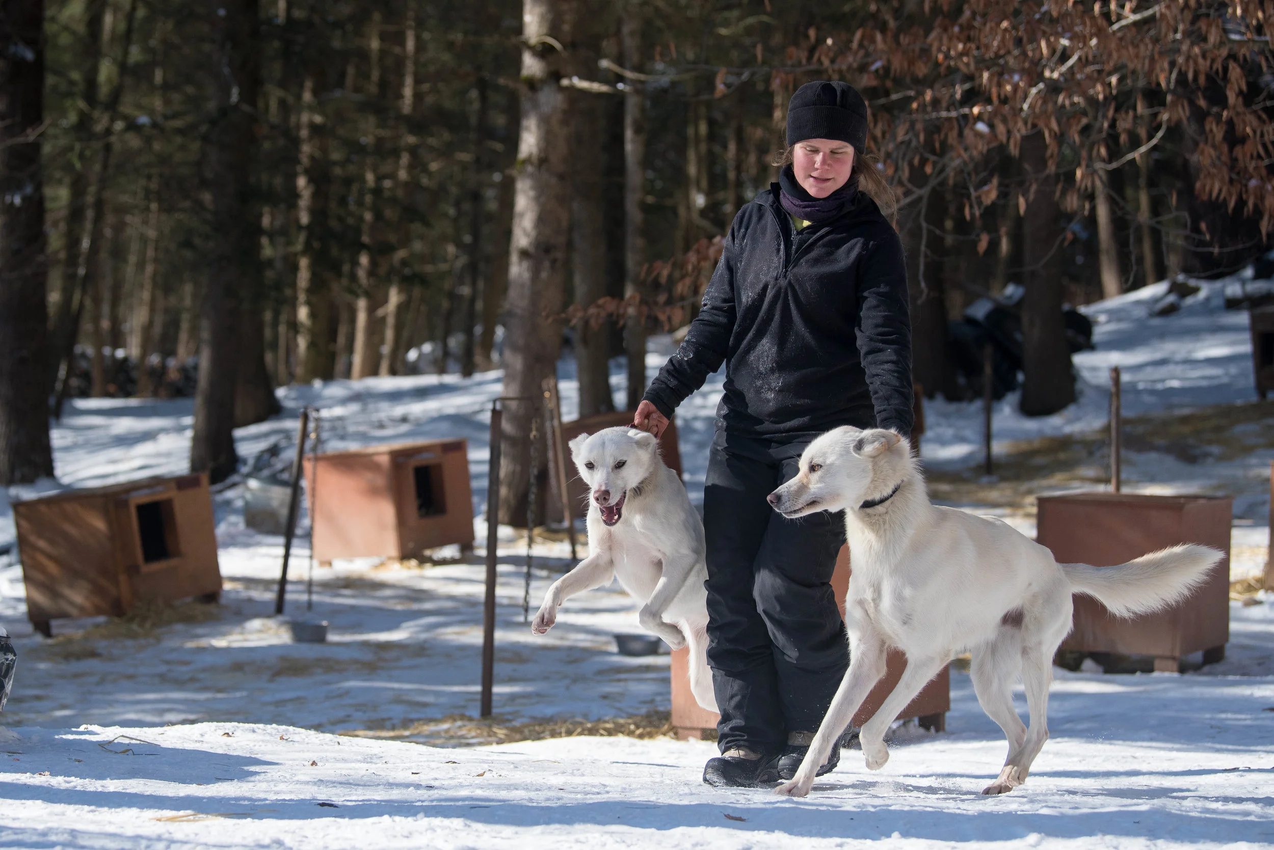 Handler Aurélie Lecoultre, who is abroad in Massachusetts from France to practice sports massage for animals, lends a helping hand at Hilltown Sleddogs. Lecoultre keeps the dogs in tip-top shape, cleaning up after them, assisting with their raw feed diet, and checking their paws for contusions before each run. 