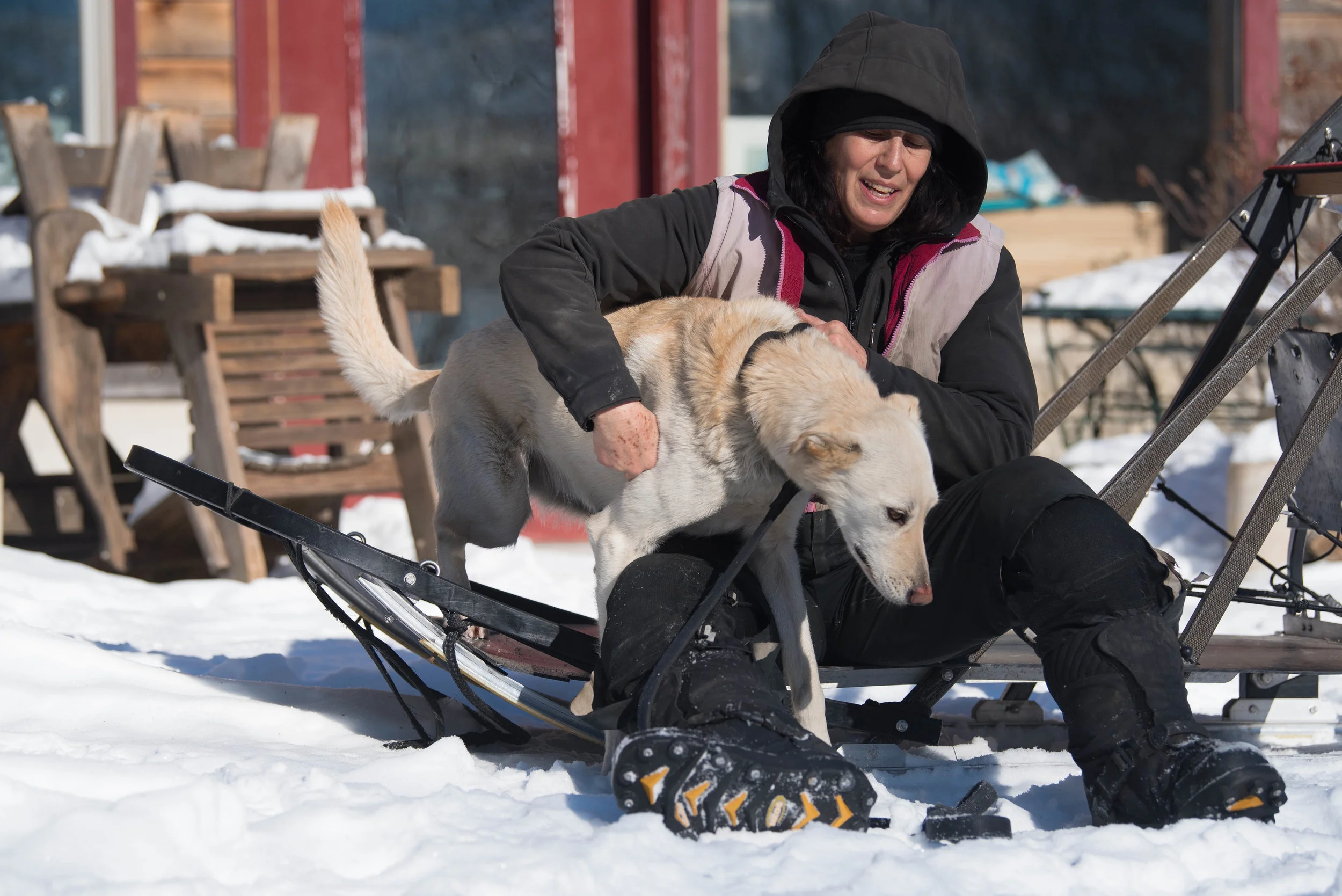 Marla Brodsky lives entirely off the grid with her twenty two Alaskan Huskies in Massachusetts. The property is completely self sufficient, no electricity, and no plumbing. Dog waste is composted and shared with a local farm, and raw meat unfit for human consumption is obtained from local slaughterhouses to feed the dogs. 