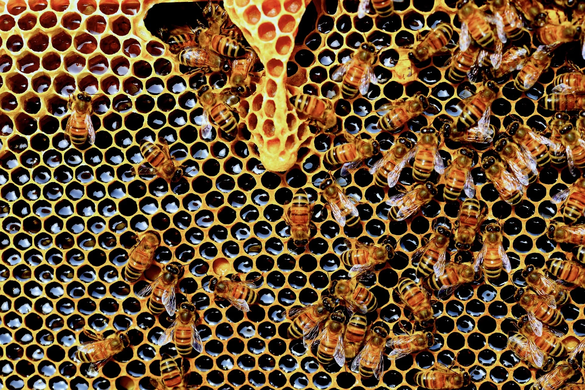 natural-greek-honey-what-you-need-to-know4.jpg