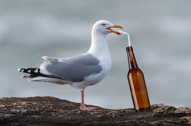 drunk-seaguls-england.jpg