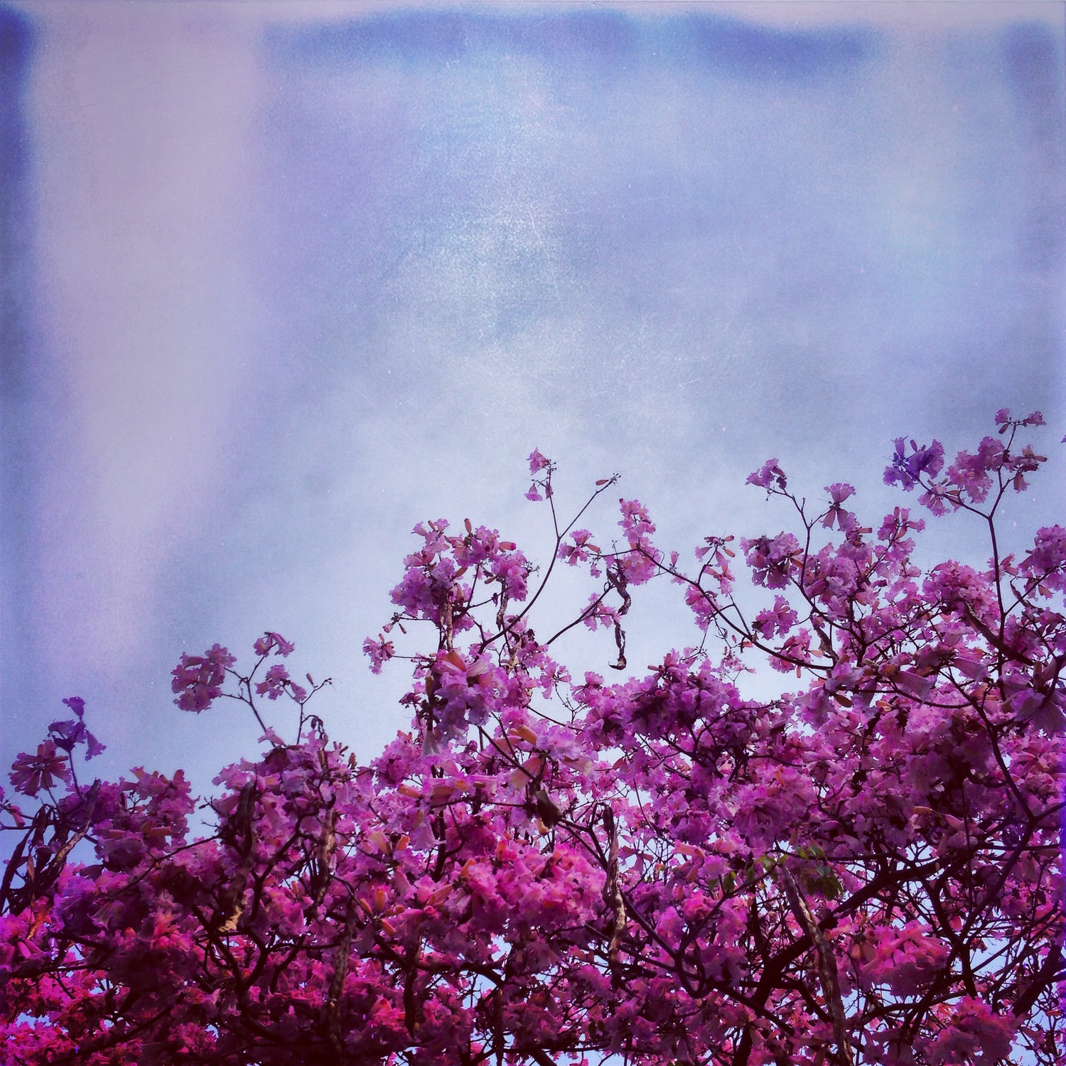  Photograph on Aluminum&nbsp;  10" x 10" 