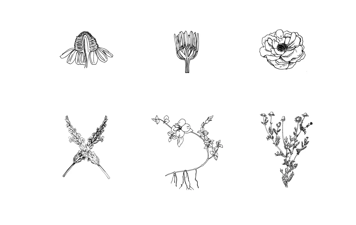 Various illustrations for the packaging and branding of TVAL’s skincare line.