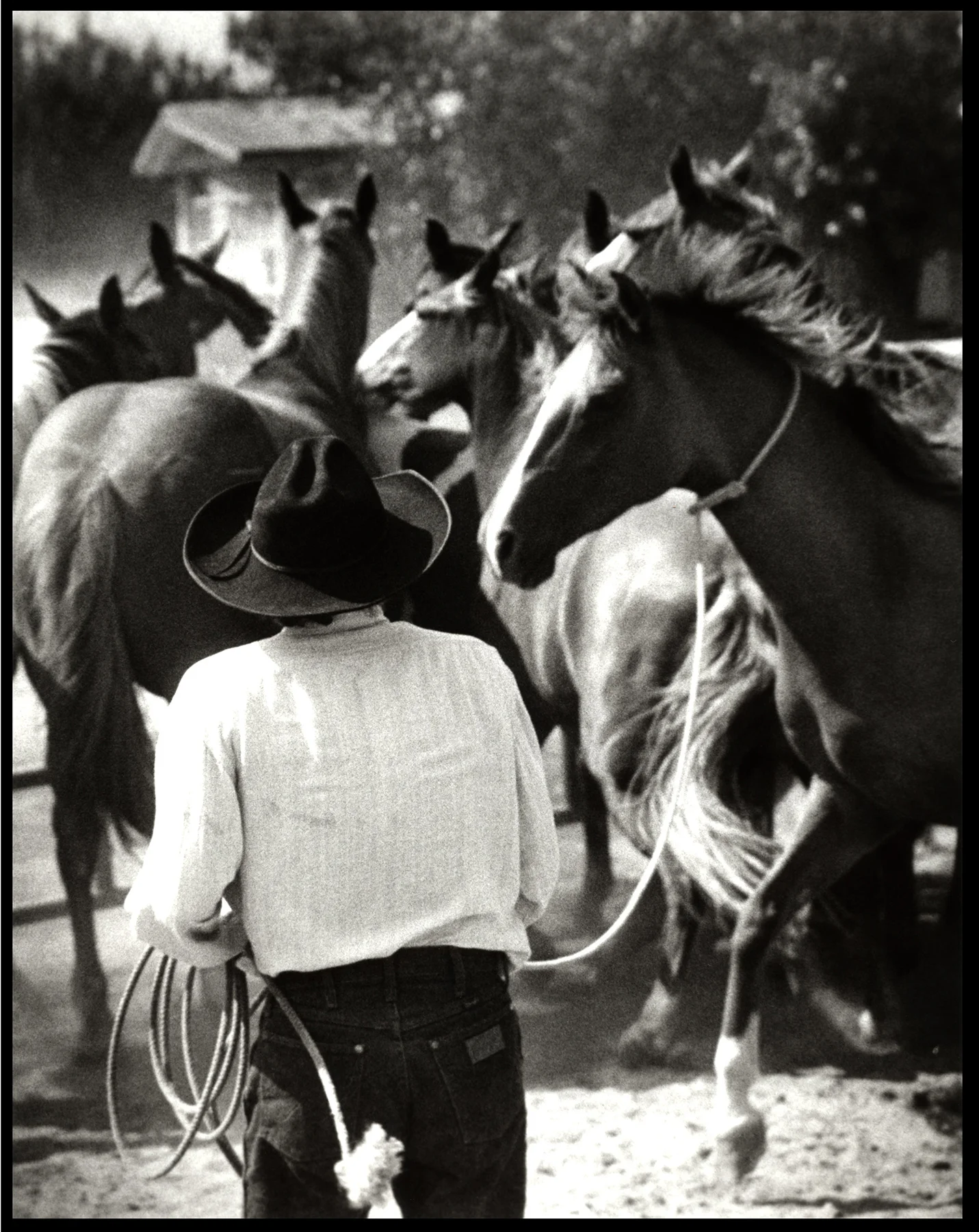 catching_horses.jpg
