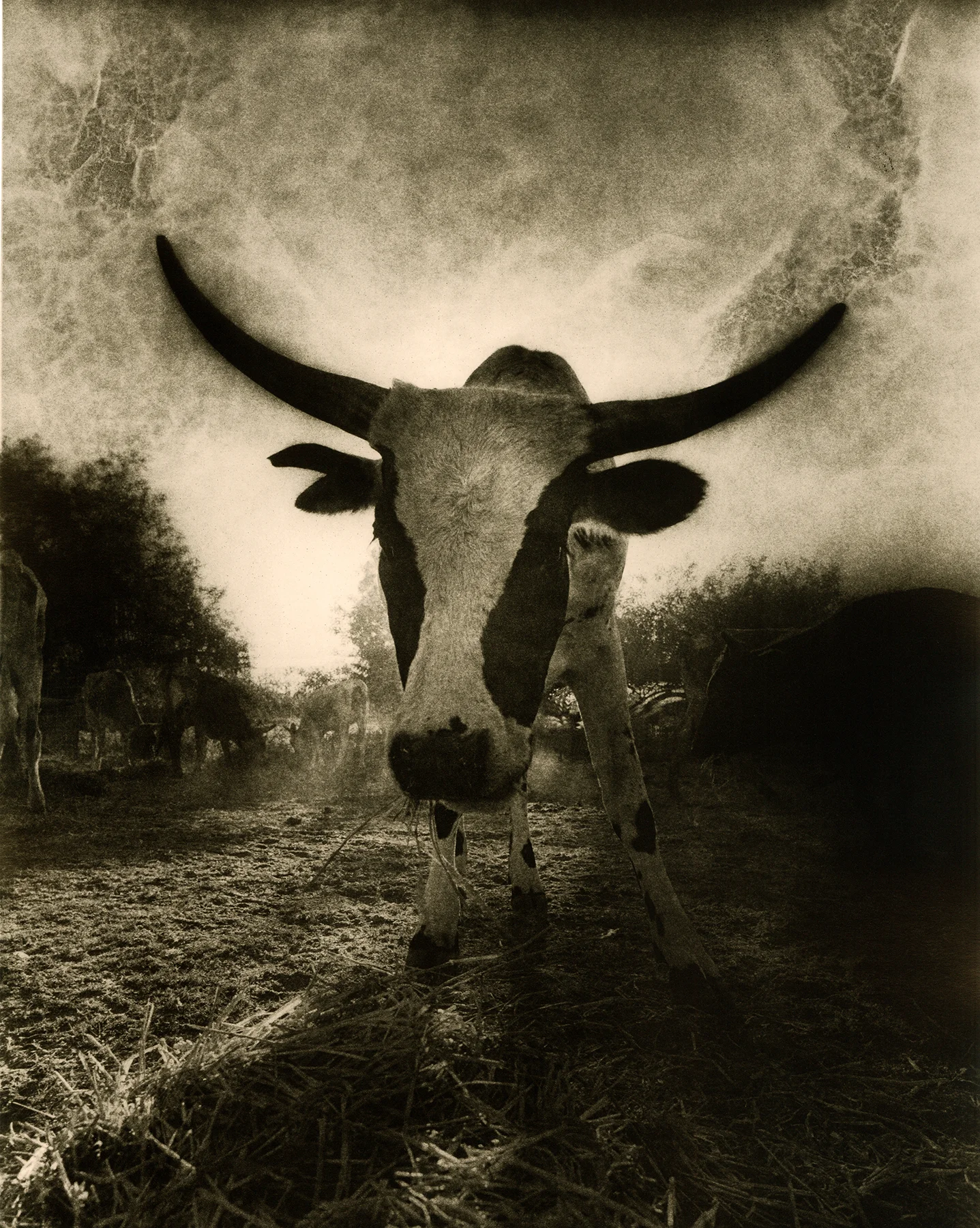 cow.jpg