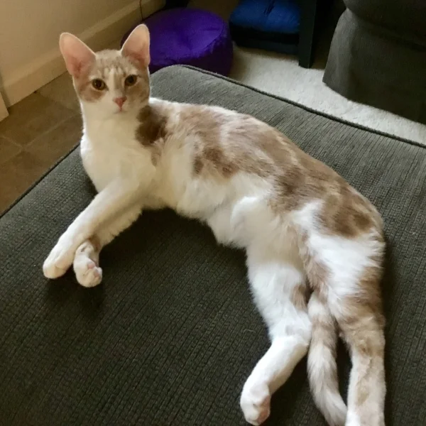Kitty boy thor!