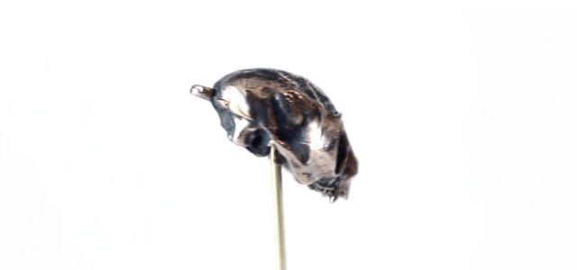Northern_Owl_Monkey_Spin_1024x1024.gif